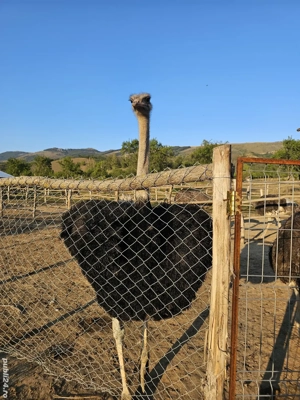 Vând struți - imagine 2