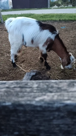 Țăpișor metis anglonubian  - imagine 2 Țăpișor metis anglonubian  - imagine 2