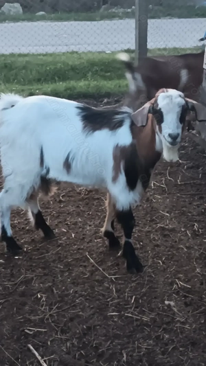 Țăpișor metis anglonubian