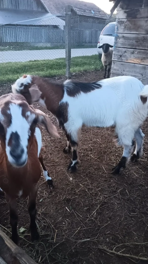 Țăpișor metis anglonubian  - imagine 5 Țăpișor metis anglonubian  - imagine 5