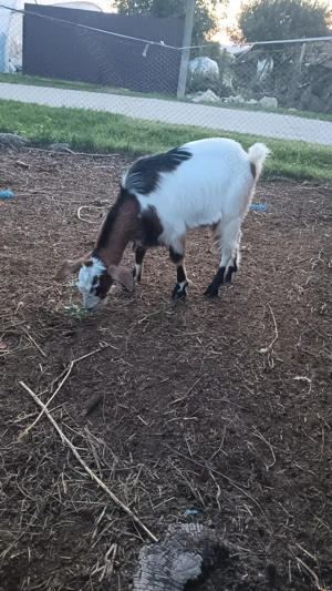 Țăpișor metis anglonubian  - imagine 4 Țăpișor metis anglonubian  - imagine 4