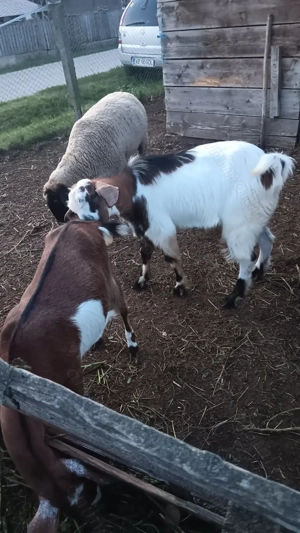 Țăpișor metis anglonubian  - imagine 3 Țăpișor metis anglonubian  - imagine 3