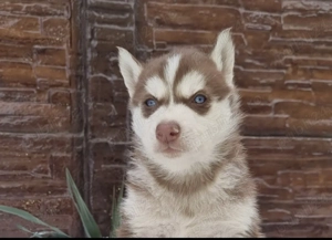Pui husky siberian