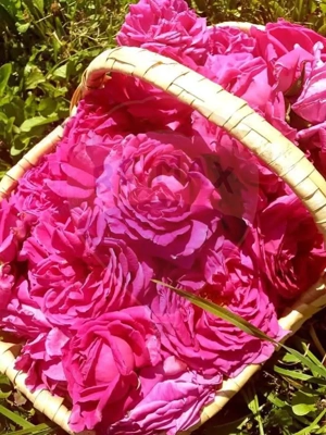 TEREN extravilan- 6 E/MP- CU PLANTATIE DE TRANDAFIRI! Teliu 7000mp - imagine 10