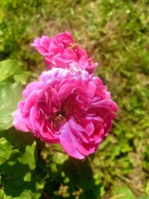 TEREN extravilan- 6 E/MP- CU PLANTATIE DE TRANDAFIRI! Teliu 7000mp - imagine 9