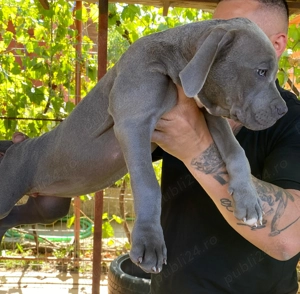 American Bully XL - imagine 9