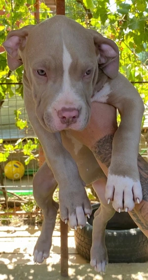 American Bully XL - imagine 2