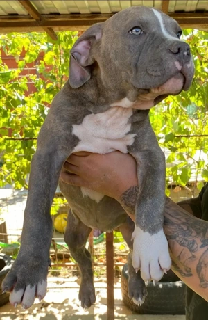 American Bully XL - imagine 4