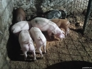 porci de vânzare 