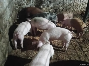 porci de vânzare  - imagine 3 porci de vânzare  - imagine 3