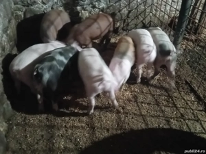 porci de vânzare  - imagine 2 porci de vânzare  - imagine 2