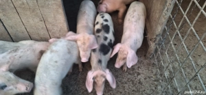 vând grasuni in vârsta de 3 luni