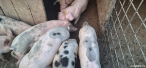 vând grasuni in vârsta de 3 luni - imagine 2