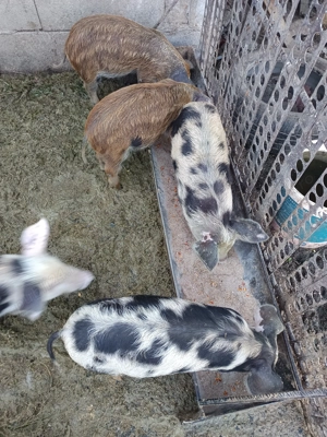 Vând 14 buc purcei de 8 săptămâni  - imagine 3