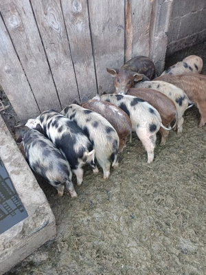 Vând 14 buc purcei de 8 săptămâni  - imagine 2