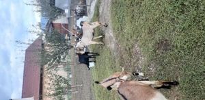 Vind țap anglo nubian - imagine 3