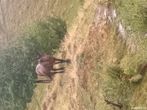 vând. detalii la tel.  