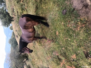 vând. detalii la tel.   - imagine 4 vând. detalii la tel.   - imagine 4