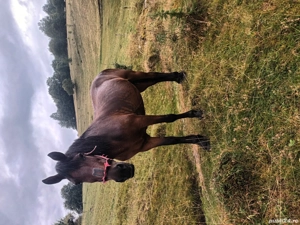 vând. detalii la tel.   - imagine 3 vând. detalii la tel.   - imagine 3