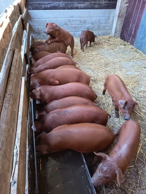 Purcei duroc de vanzare - imagine 2