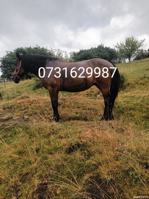 vând. detalii la tel.   - imagine 5 vând. detalii la tel.   - imagine 5