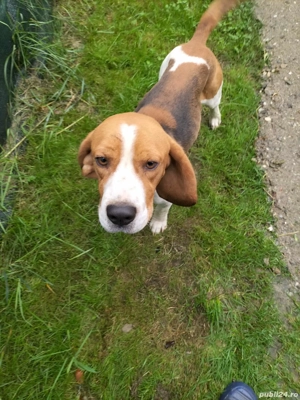 Câine Beagle de trufe