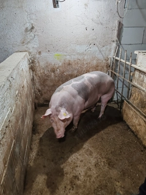 Scroafe gestante pietrain belgian  - imagine 4