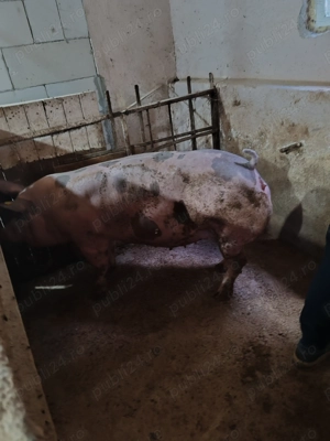 Scroafe gestante pietrain belgian  - imagine 2