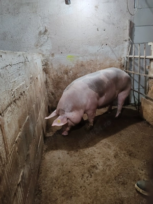 Scroafe gestante pietrain belgian  - imagine 3