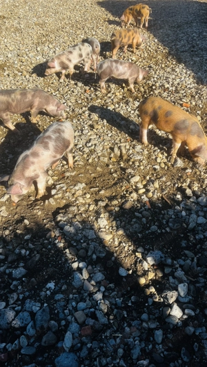 Vând purcei vârstă 2luni - imagine 4