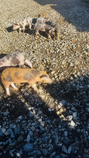 Vând purcei vârstă 2luni - imagine 2