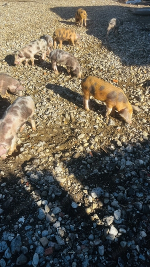 Vând purcei vârstă 2luni