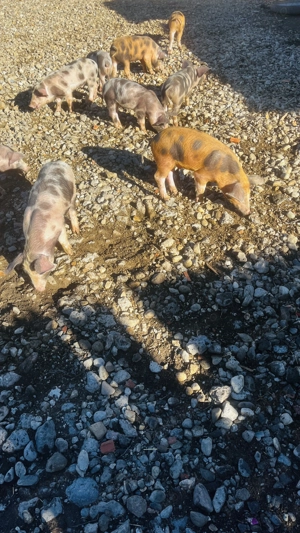 Vând purcei vârstă 2luni - imagine 5