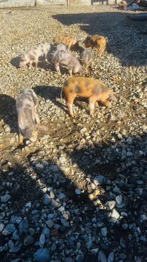 Vând purcei vârstă 2luni - imagine 3