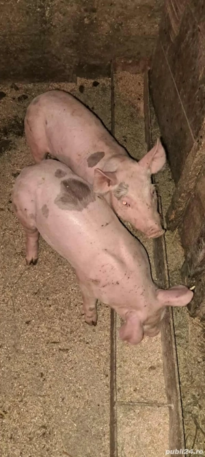 Purcei disponibili , 10-12 săptămâni !!! - imagine 4