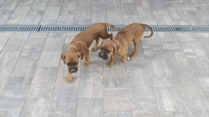 Căței Boxer  - imagine 5 Căței Boxer  - imagine 5