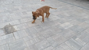 Căței Boxer  - imagine 4 Căței Boxer  - imagine 4