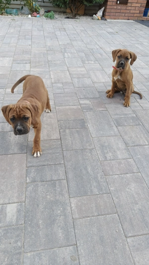 Căței Boxer  - imagine 2 Căței Boxer  - imagine 2