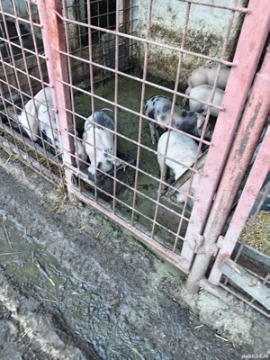 Purcei micii de vinzare