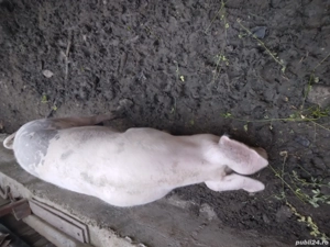 grasuna de vanzare - imagine 2 grasuna de vanzare - imagine 2