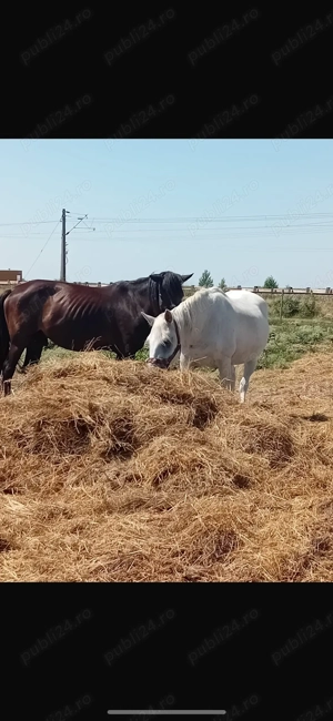  Vând sau schimb doi cai