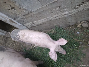 grasuna de vanzare - imagine 3 grasuna de vanzare - imagine 3