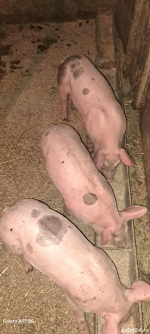 Purcei disponibili , 10-12 săptămâni !!! - imagine 3