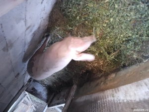 grasuna de vanzare - imagine 4 grasuna de vanzare - imagine 4