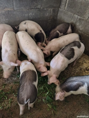 Vand purcei de 9 săptămâni  - imagine 2