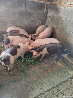 Vand purcei de 9 săptămâni  - imagine 3