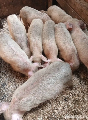 Sunt de rasa Yorkshire Large White - imagine 2