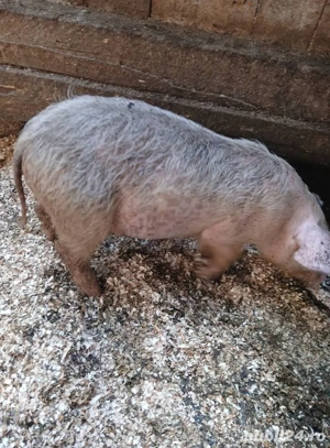 Sunt de rasa Yorkshire Large White - imagine 3