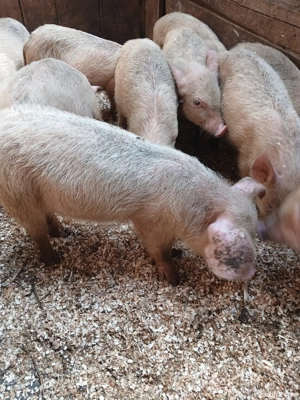 Sunt de rasa Yorkshire Large White - imagine 4