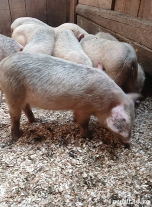 Sunt de rasa Yorkshire Large White